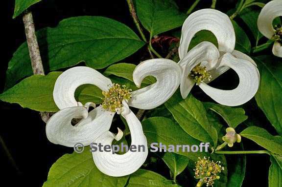 cornus florida var urbiniana 1 graphic